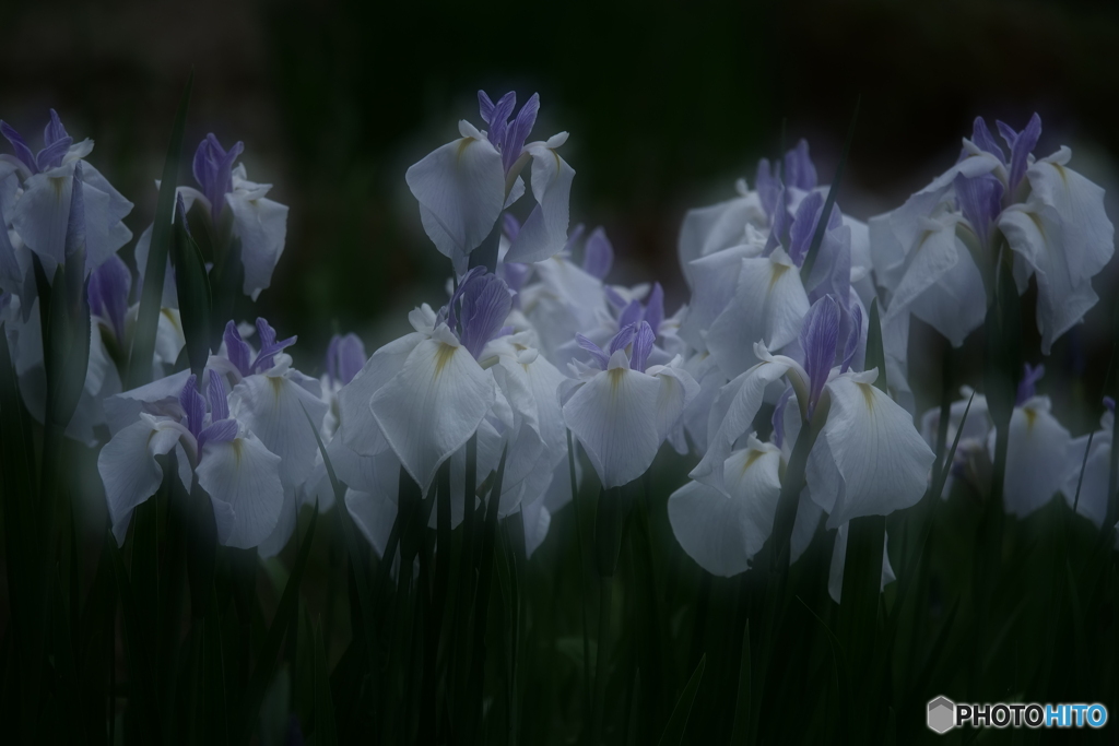 清楚にして上品　P1156920