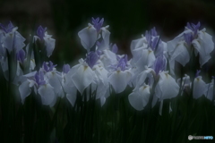 清楚にして上品　P1156920