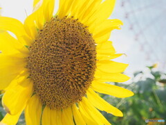 向日葵＃１