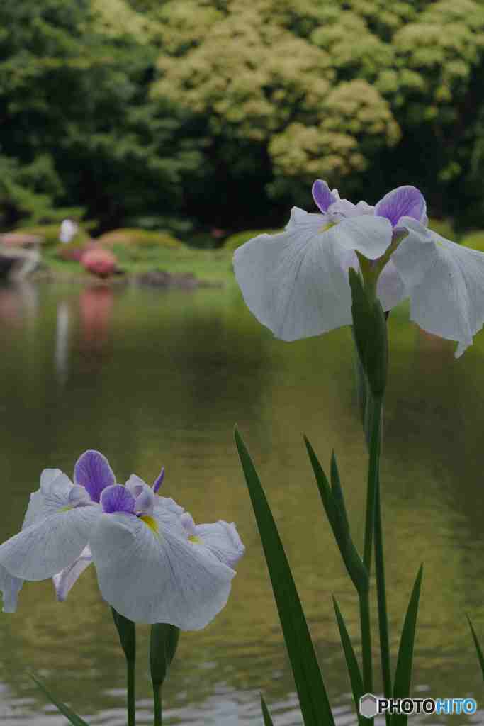 新宿御苑の花菖蒲～１