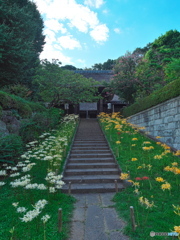 彼岸花に囲まれての参詣