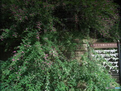 ハギと寺院＃１