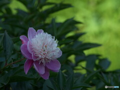 立てばシャクヤク＃２