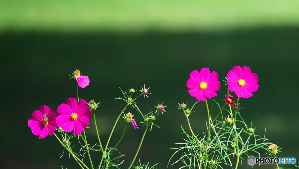 コスモス＃！
