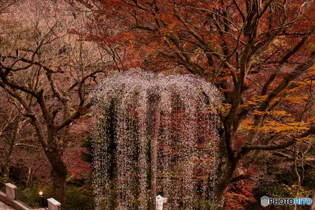 フラッシュツリー「フォンターナ」　DSC_0475