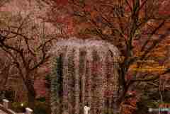 フラッシュツリー「フォンターナ」　DSC_0475