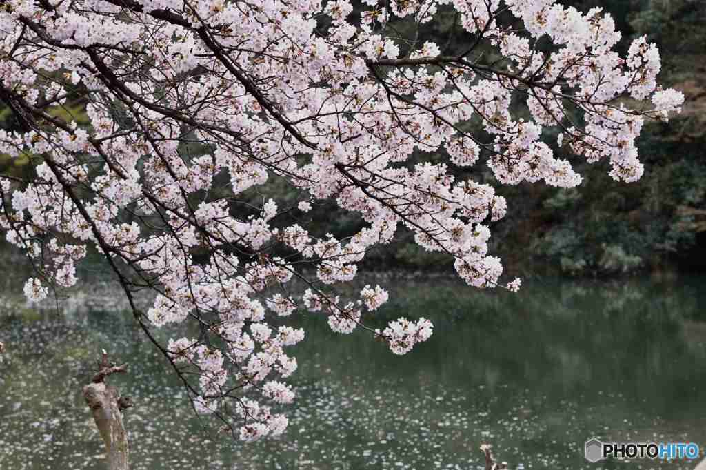 水辺の桜～2