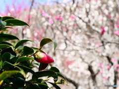 椿と梅其の1　P1042601