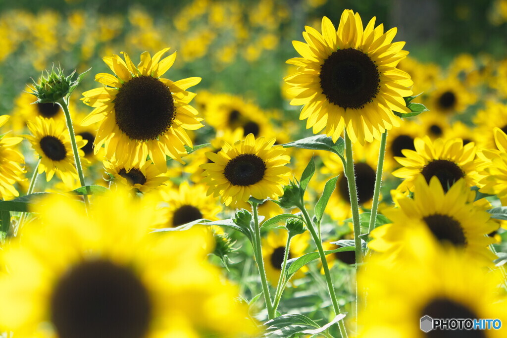ひまわり＃１