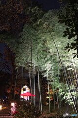 夜の竹林