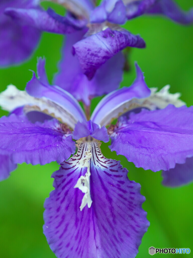 アヤメ二題～イチハツ