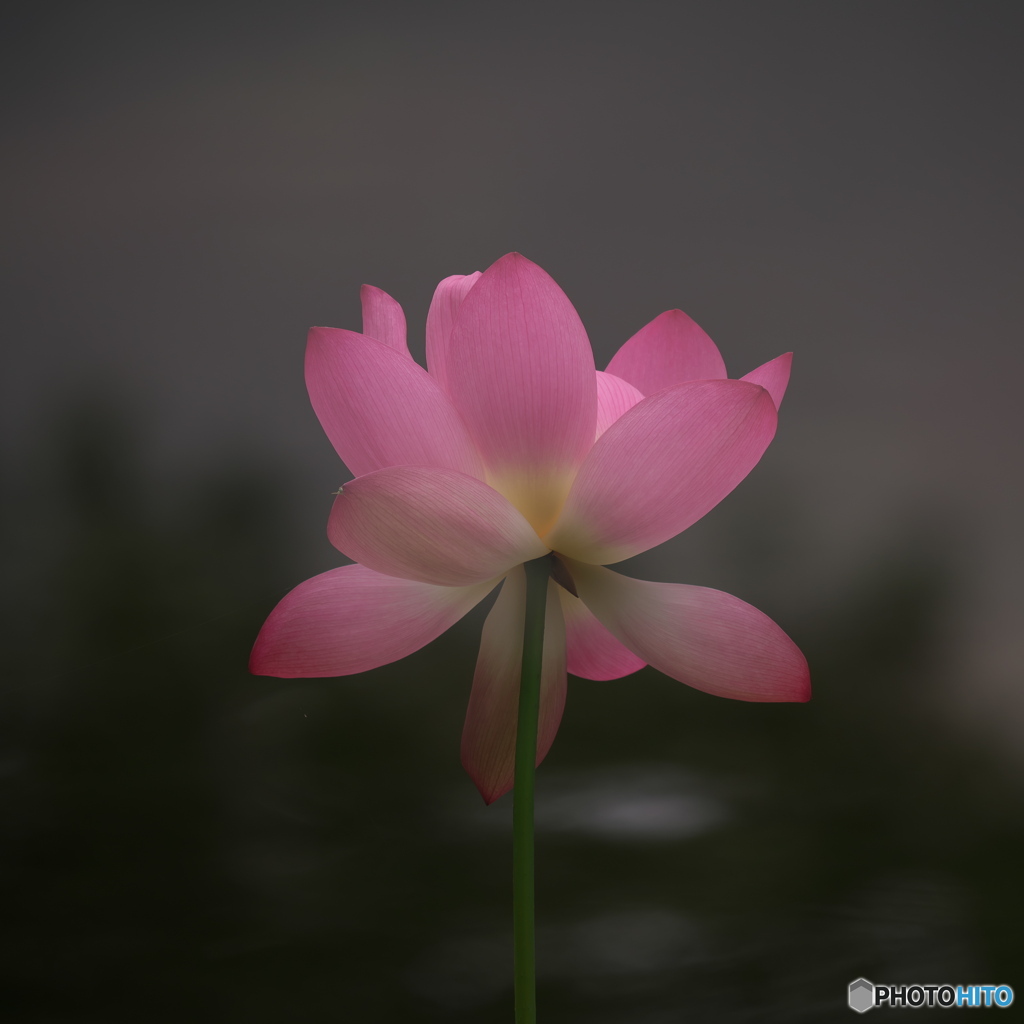 上品に　P1196774