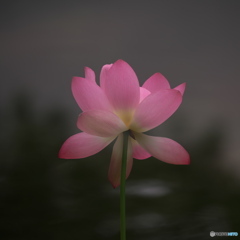 上品に　P1196774