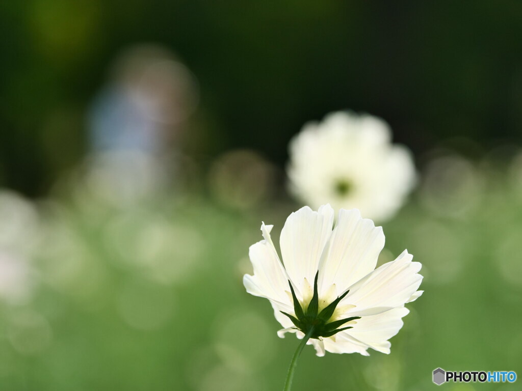 白美人　P1126095