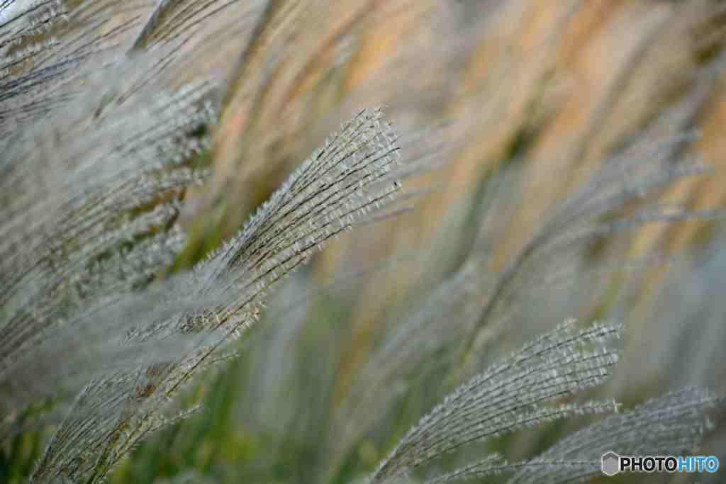 夕暮れのススキには哀愁がーその二
