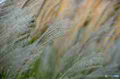 夕暮れのススキには哀愁がーその二