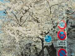 2023明治通りのソメイヨシノその３