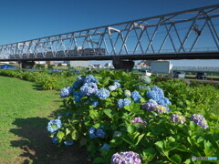 紫陽花に電車＃１