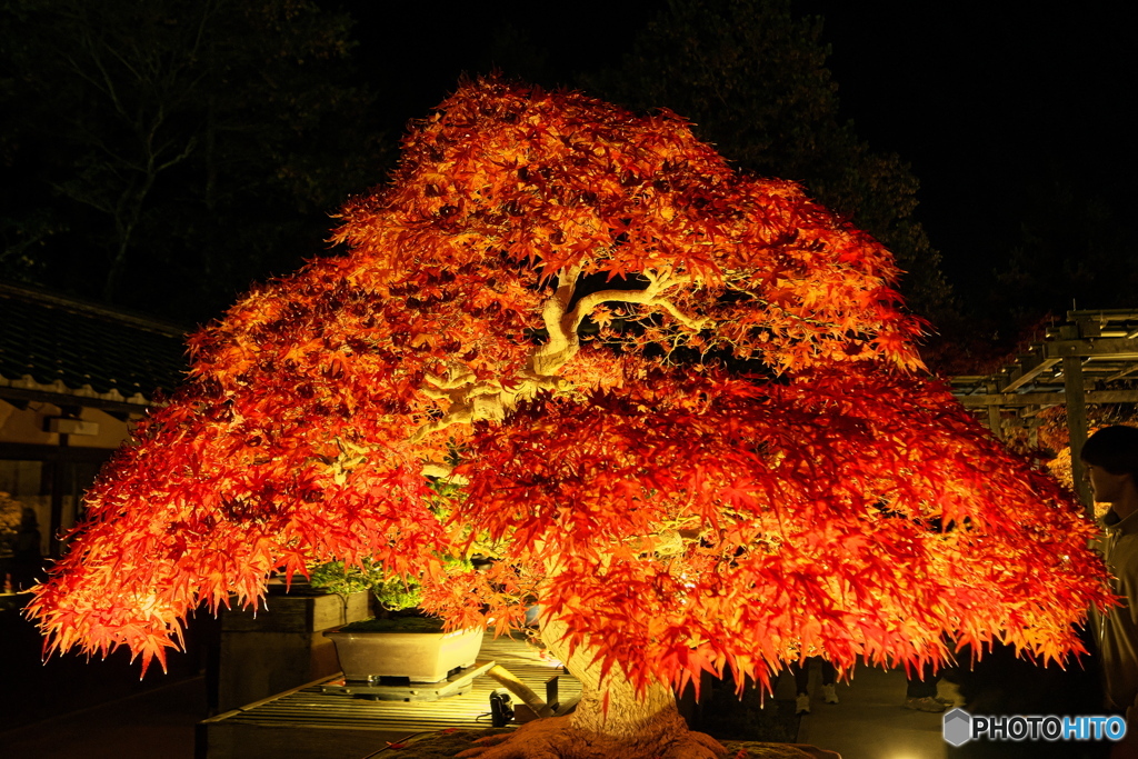 ライトアップされたモミジの盆栽