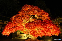 ライトアップされたモミジの盆栽