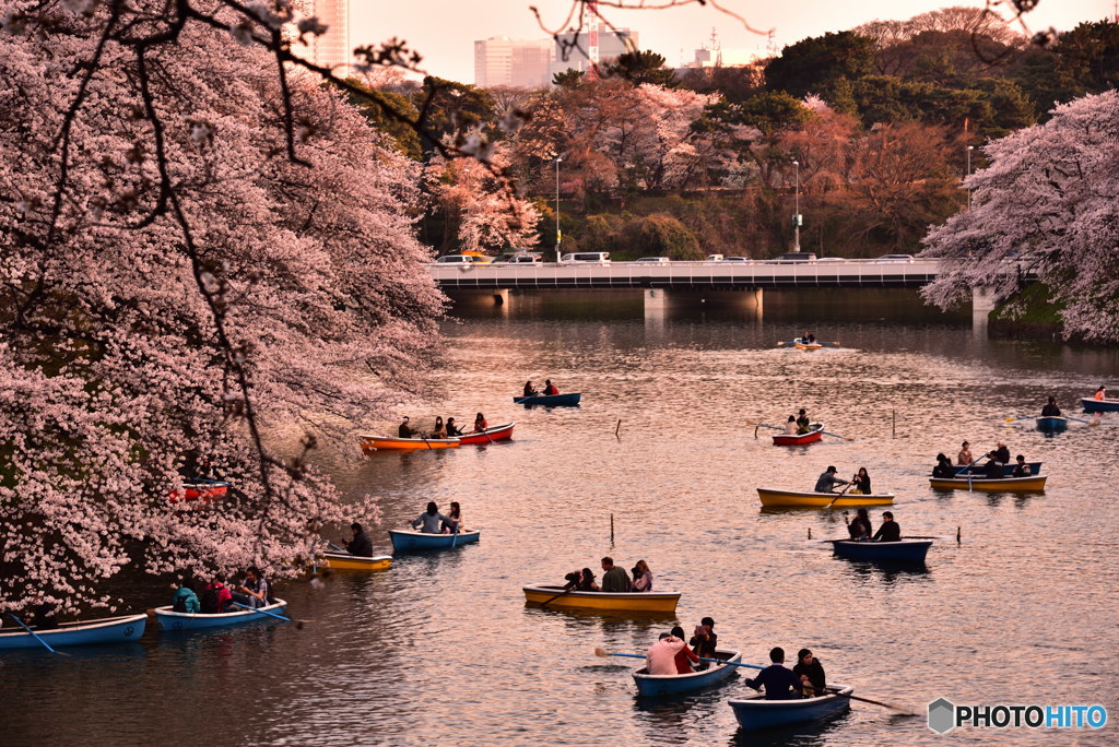 桜色其の１　DSC_8685