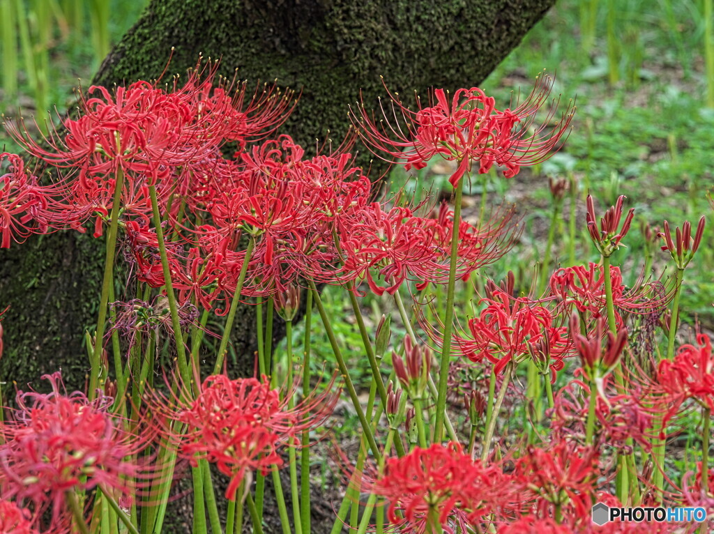 梅林の彼岸花＃２