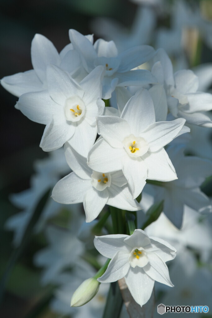 ペーパーホワイト