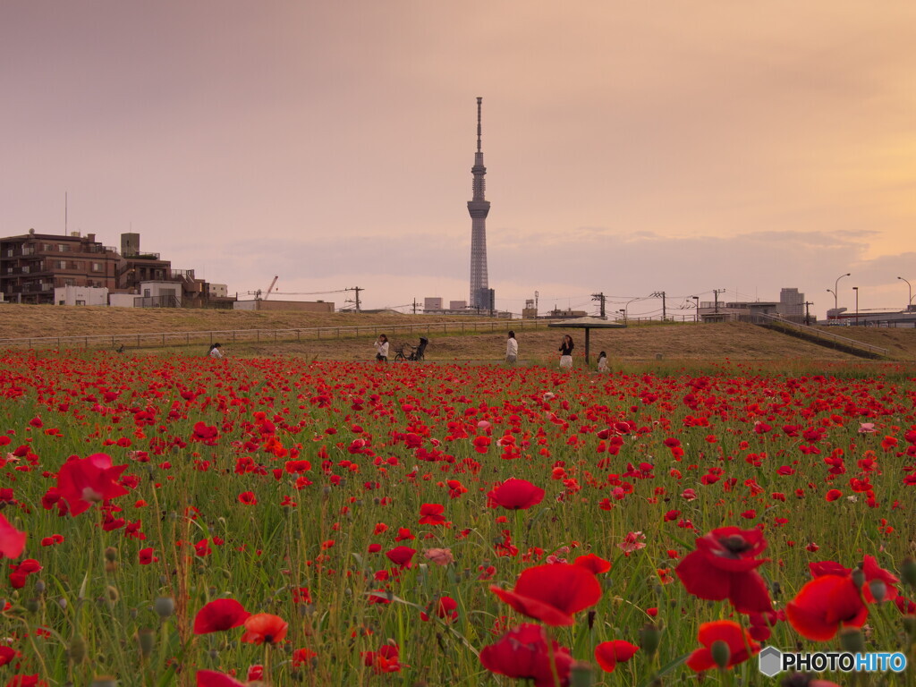 夕暮れ時のポピー花壇＃１