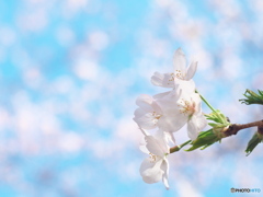 さくら・さくら其の２　P3231673