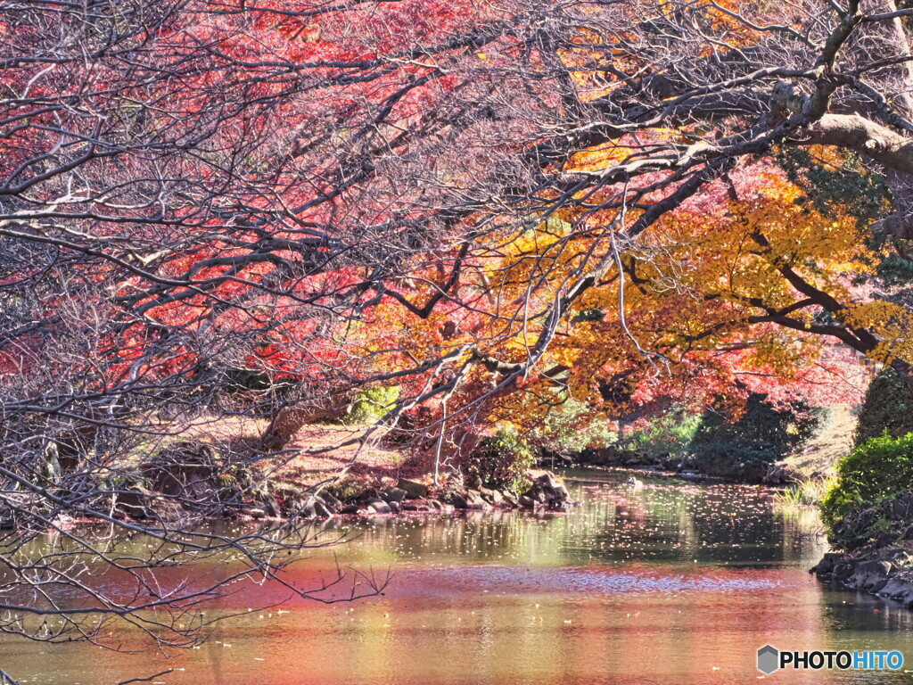 水辺の紅葉＃２