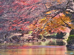 水辺の紅葉＃２