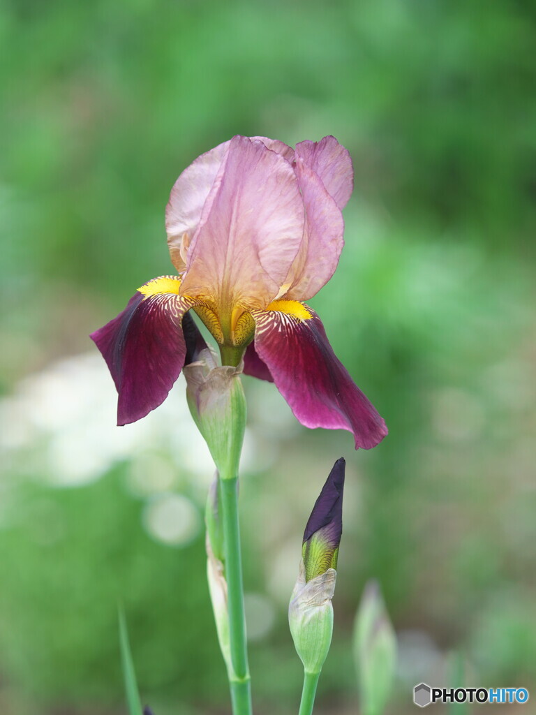 アヤメ二題～ジャーマン