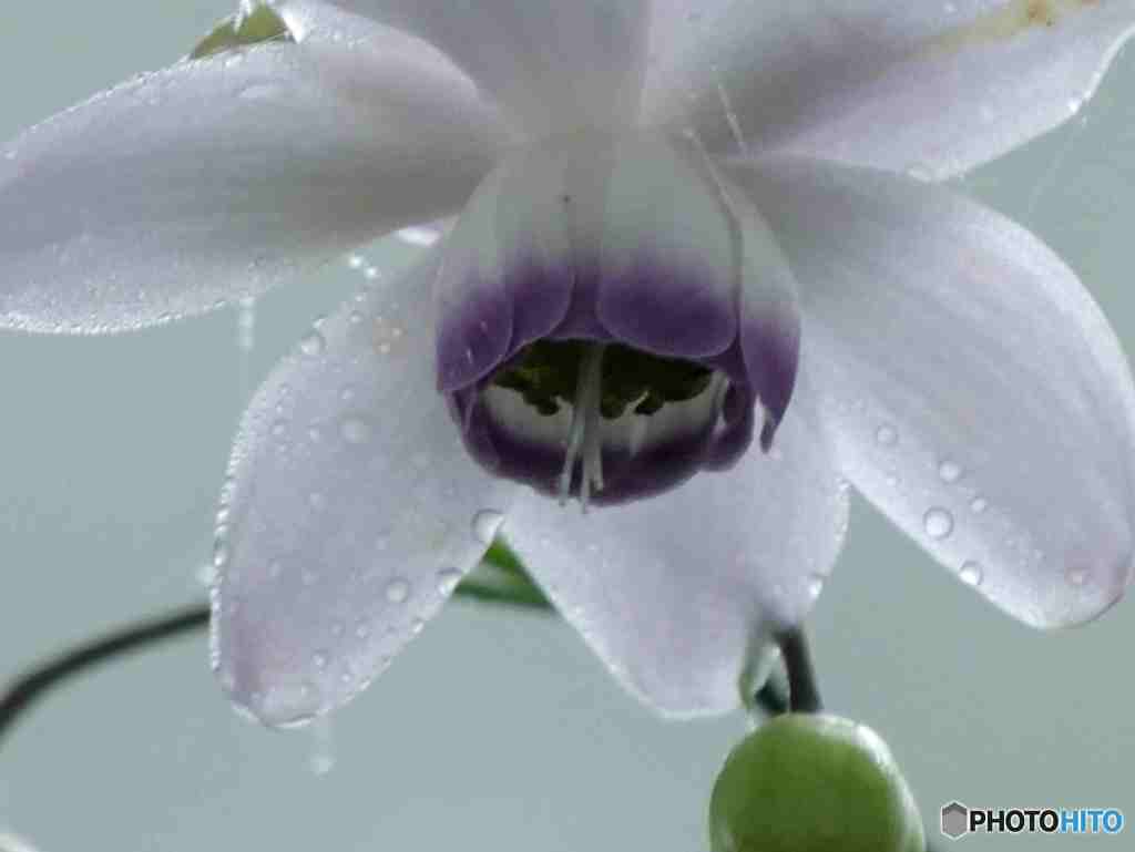 レンゲショウマ～１