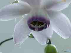 レンゲショウマ～１