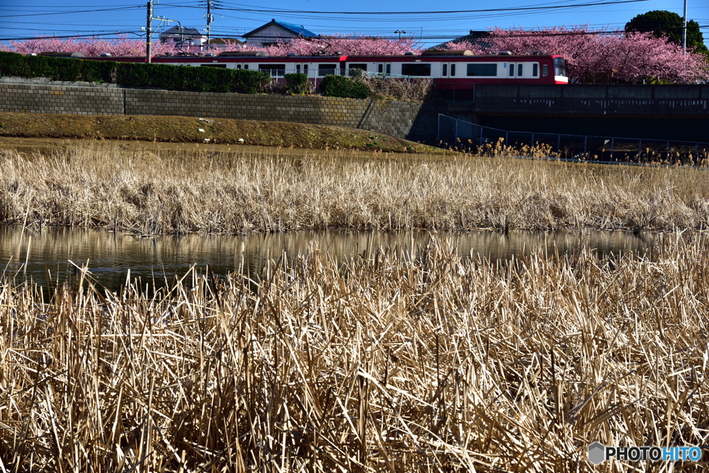 三浦海岸桜まつり～２