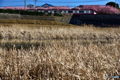 三浦海岸桜まつり～２