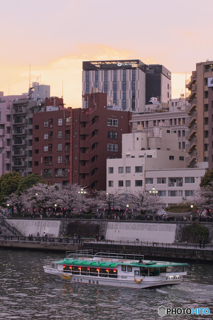 屋形船と桜＃３