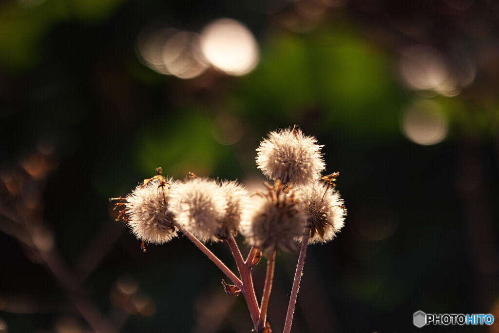 ツワブキの冠毛
