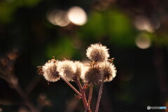 ツワブキの冠毛