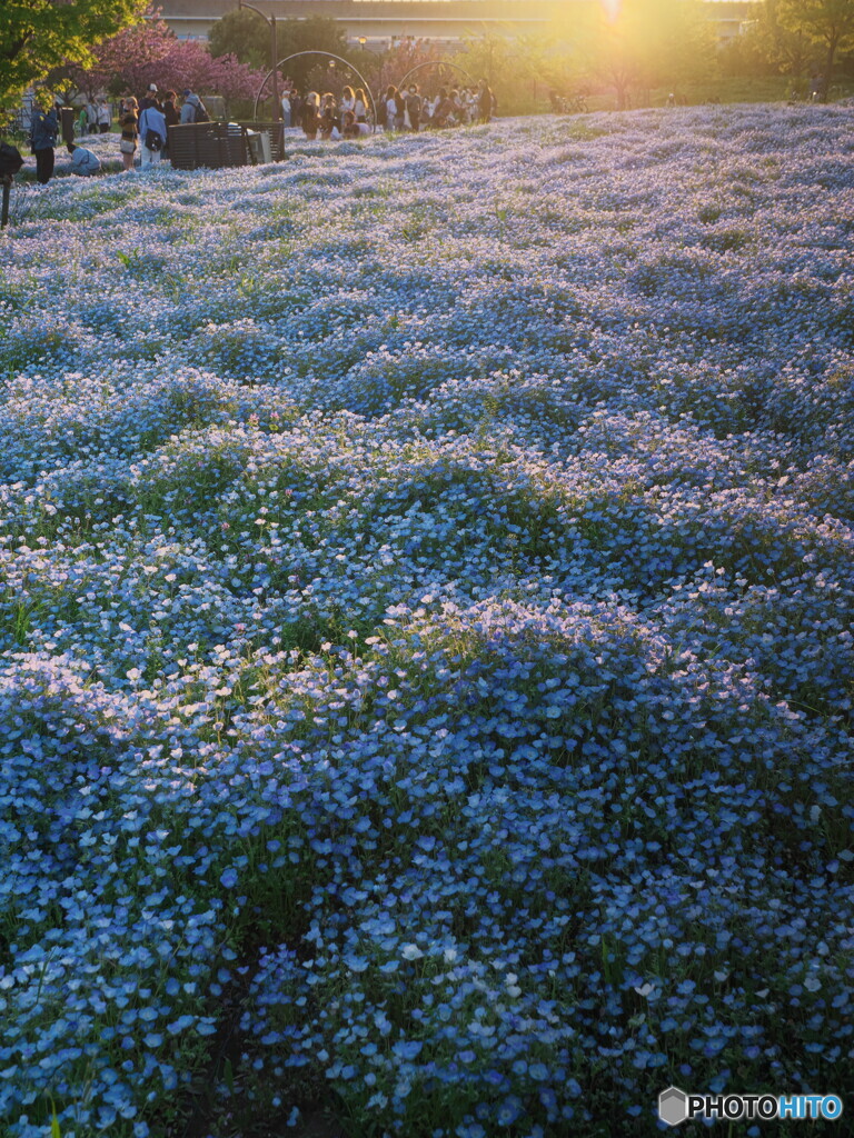 夕暮れ時のネモフィラ＃２