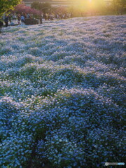 夕暮れ時のネモフィラ＃２