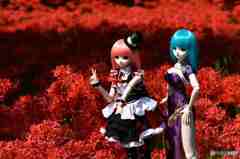 曼珠沙華をバックに!