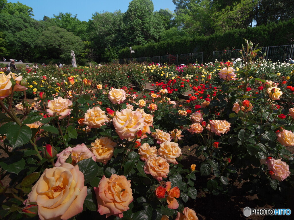 神代植物公園のバラ園＃１