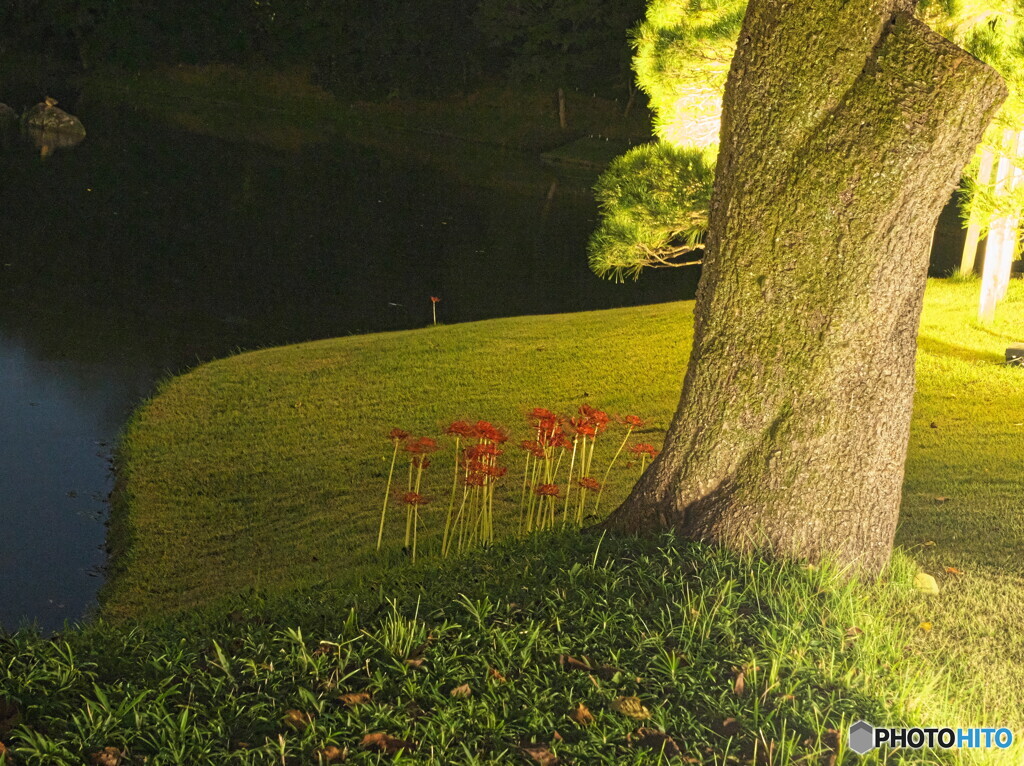 夜の彼岸花＃２