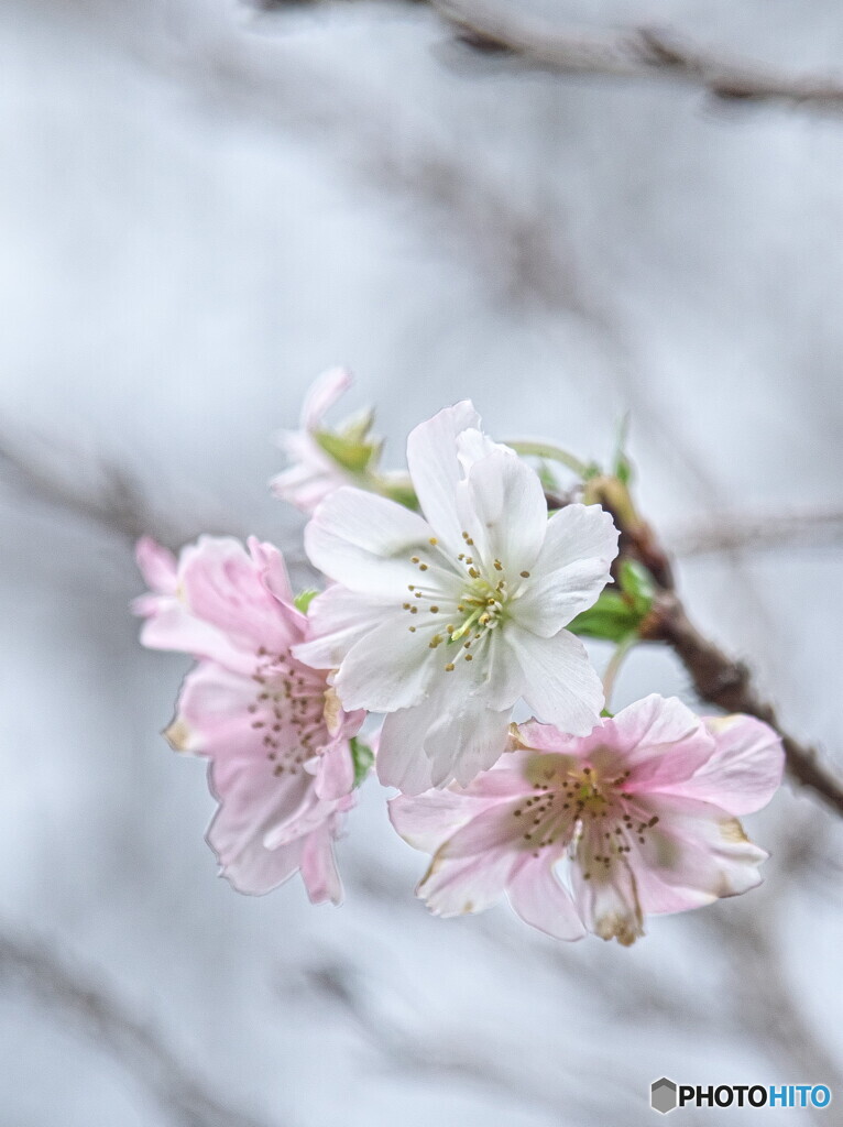 ジュウガツザクラ