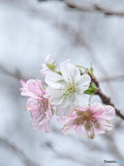 ジュウガツザクラ