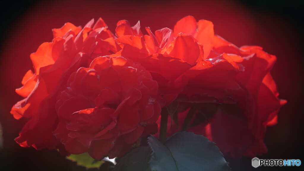 赤バラ其の2　P1156702