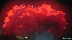 赤バラ其の2　P1156702