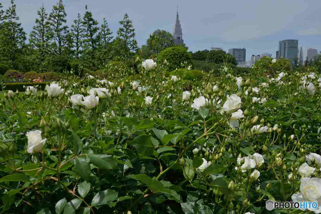 新宿御苑のバラ園～１