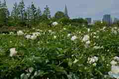 新宿御苑のバラ園～１